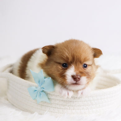 Adwin - Available 12/3