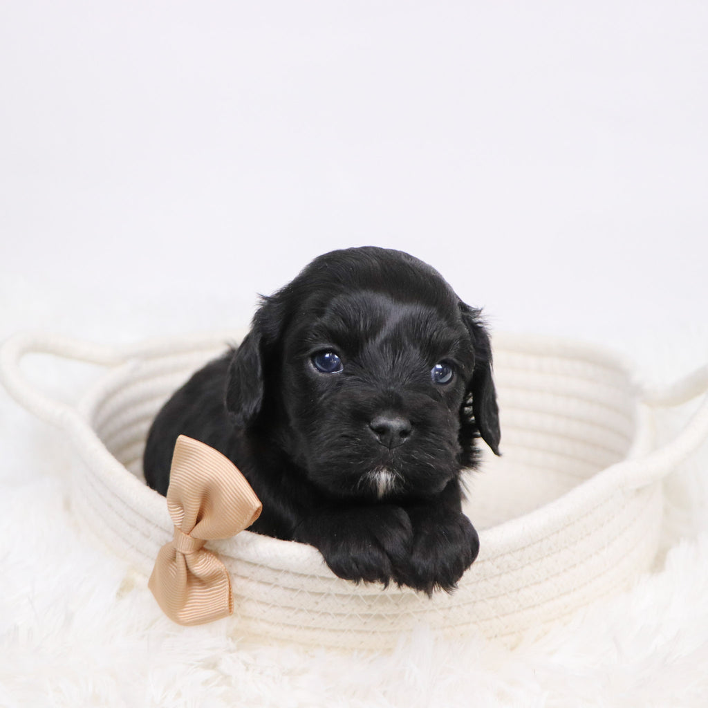 Alake - Available 12/3