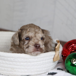 Aldie - Available 1/28