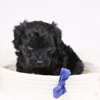 Aldo - Available 12/3