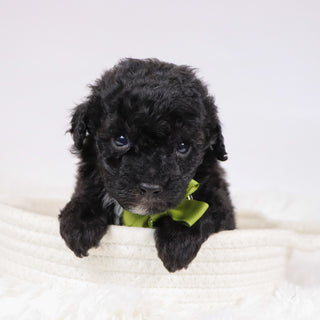 Aldred - Available 12/3