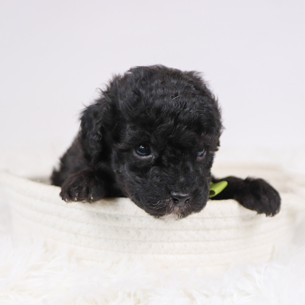 Aldred - Available 12/3