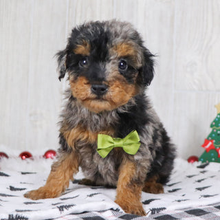 Alex - Available 12/10