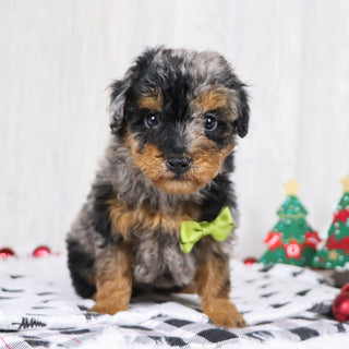 Alex - Available 12/10