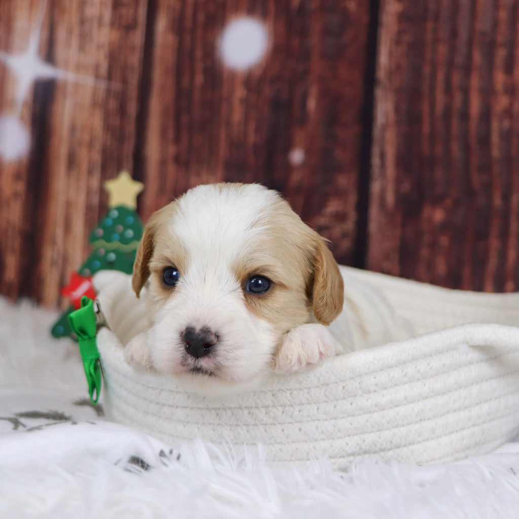 Alexander - Available 12/31