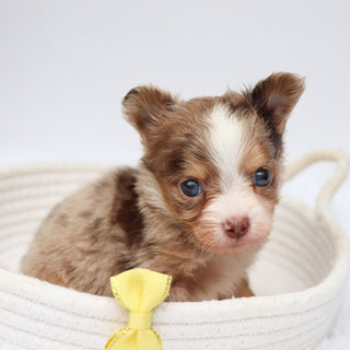 Alfie - Available 9/3
