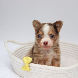 Alfie - Available 9/3