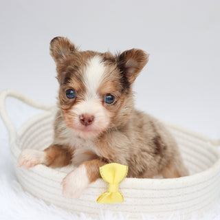 Alfie - Available 9/3