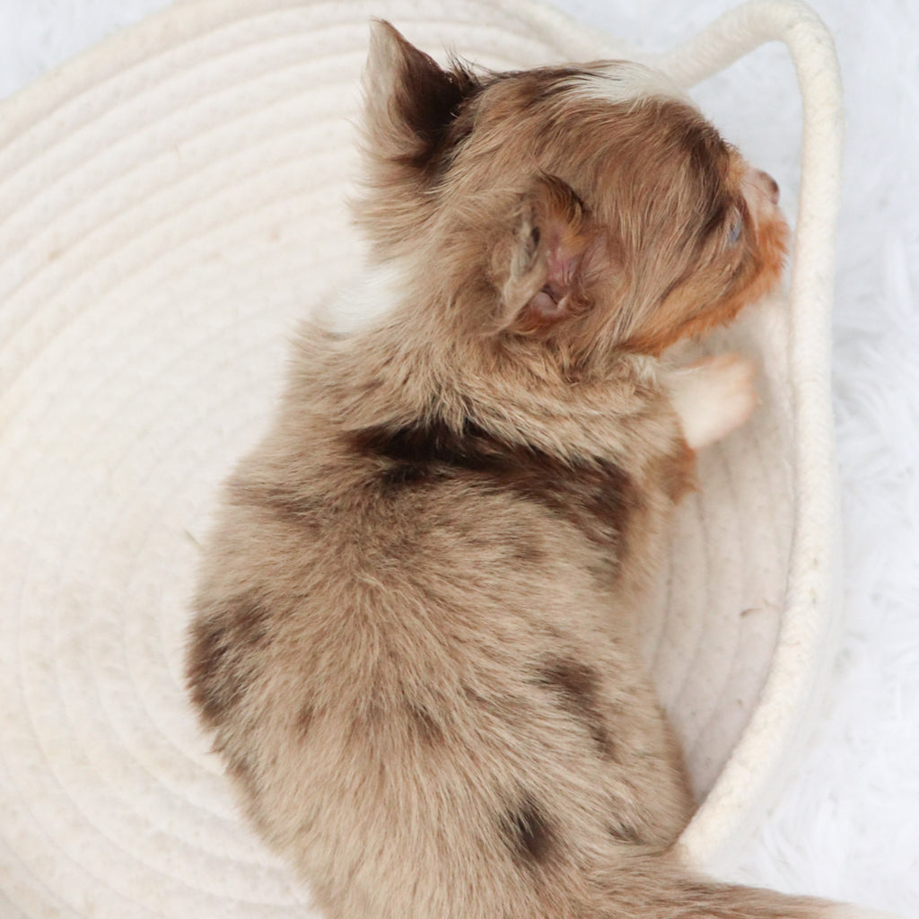 Alfie - Available 9/3