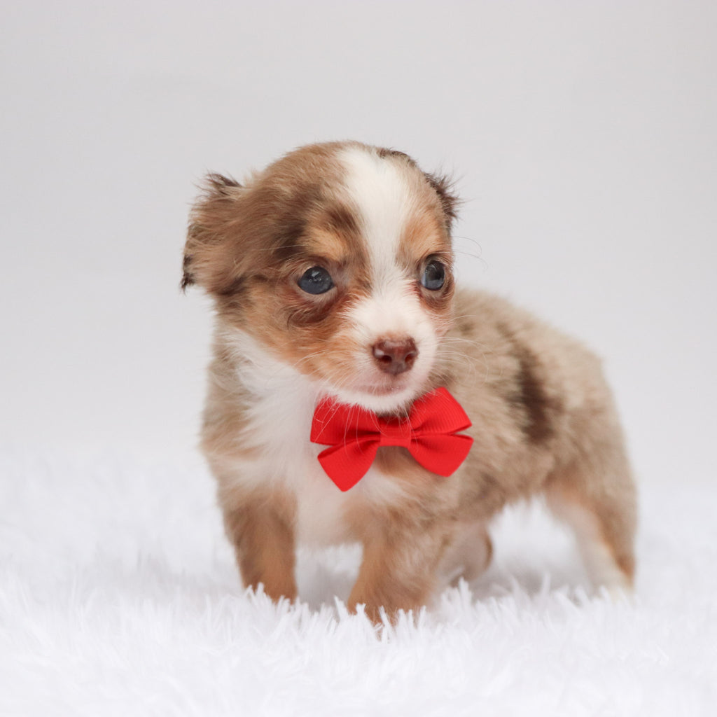 Alfie - Available 9/3