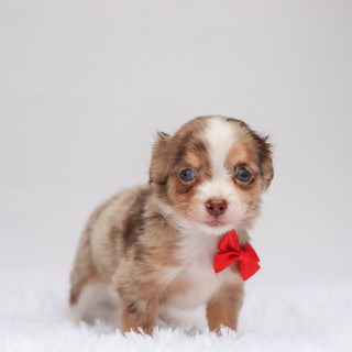 Alfie - Available 9/3