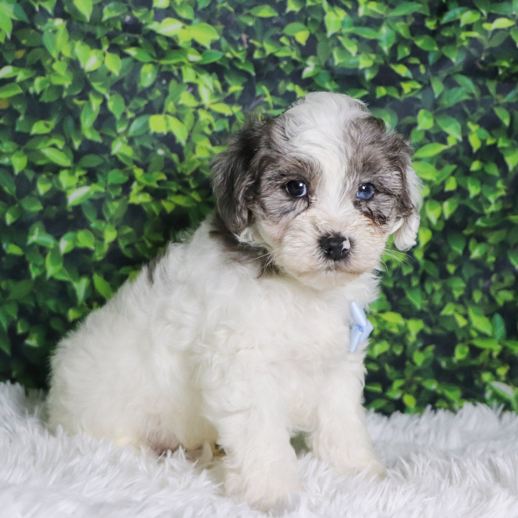 Alfio - Available 12/10