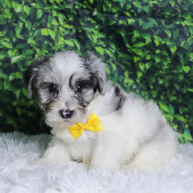 Alfred - Available 12/10