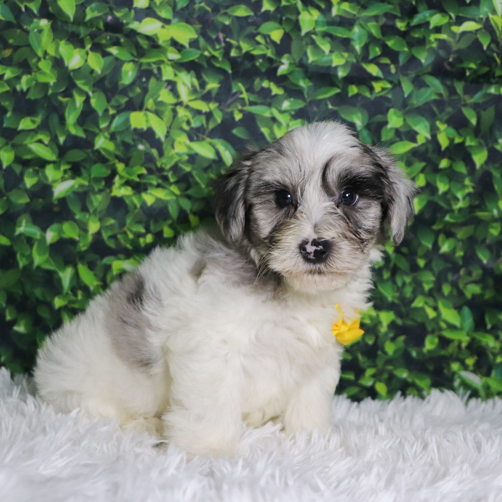 Alfred - Available 12/10