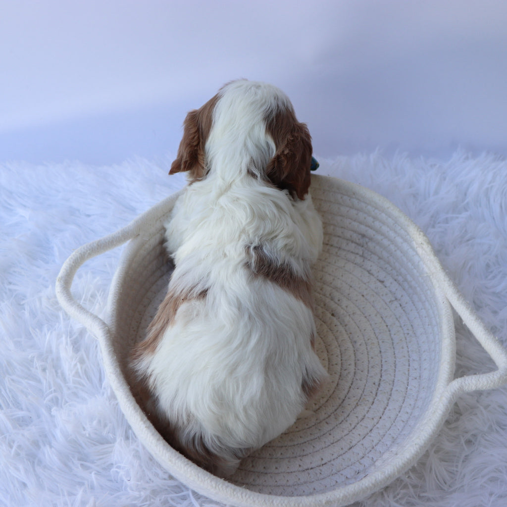 Almond - Available 9/24