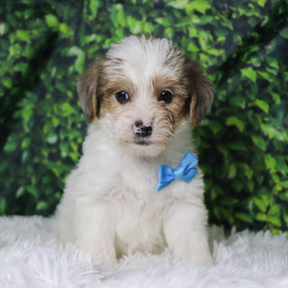 Alon - Available 12/10