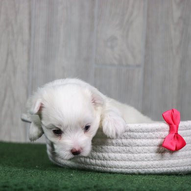 Amaya - Available 6/4