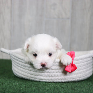 Amaya - Available 6/4