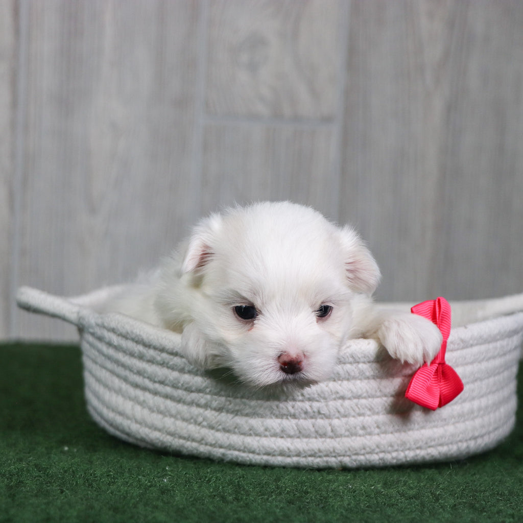 Amaya - Available 6/4