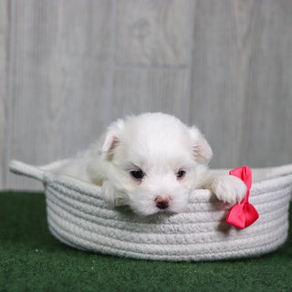 Amaya - Available 6/4