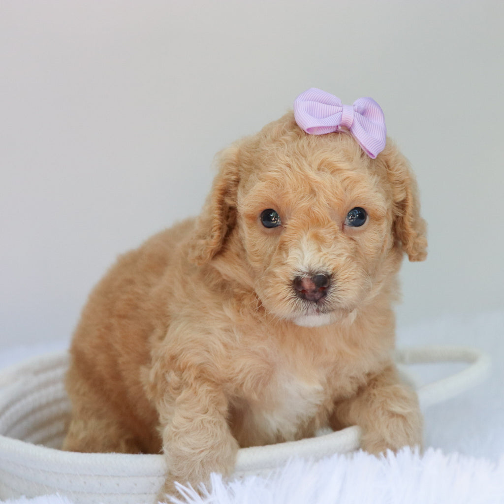 Amaya - Available 9/3
