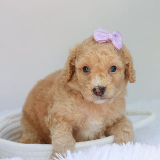 Amaya - Available 9/3