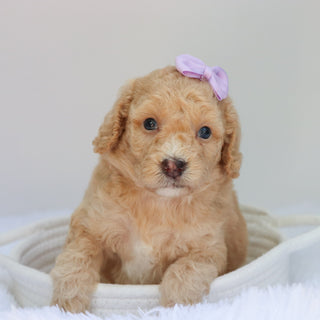 Amaya - Available 9/3