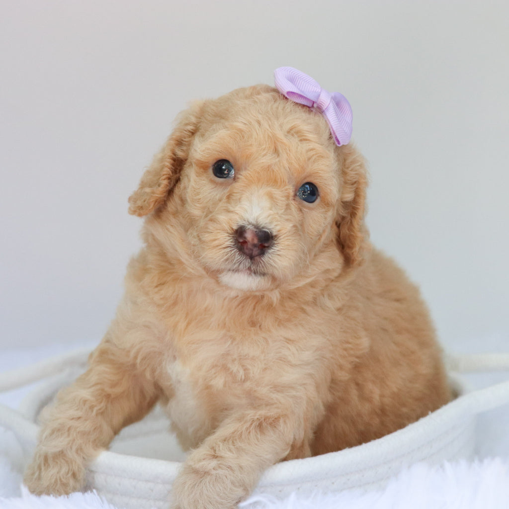 Amaya - Available 9/3