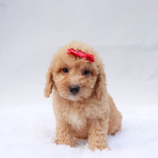 Amaya - Available 9/3