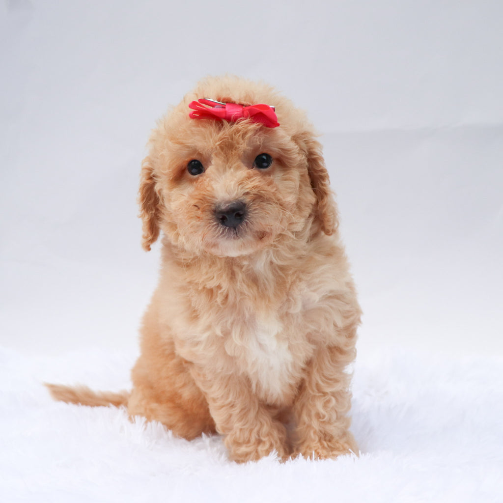 Amaya - Available 9/3