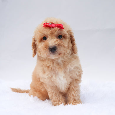 Amaya - Available 9/3