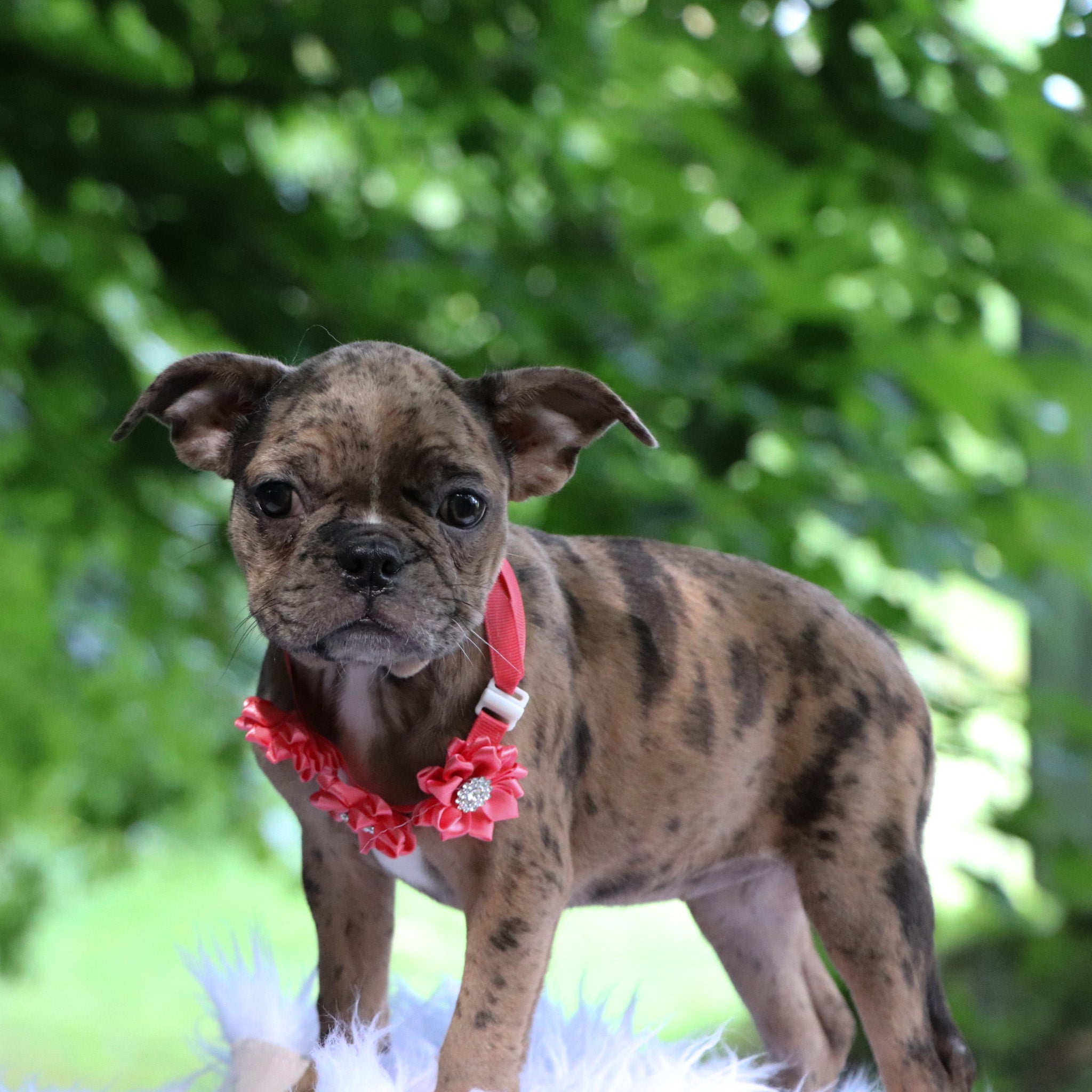 Puppies for sale in Fresno