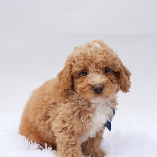 Amigo - Available 9/3
