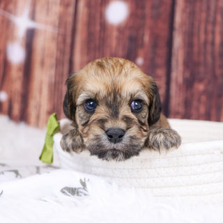 Amos - Available 12/31