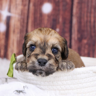 Amos - Available 12/31