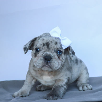Amy - Available 9/10