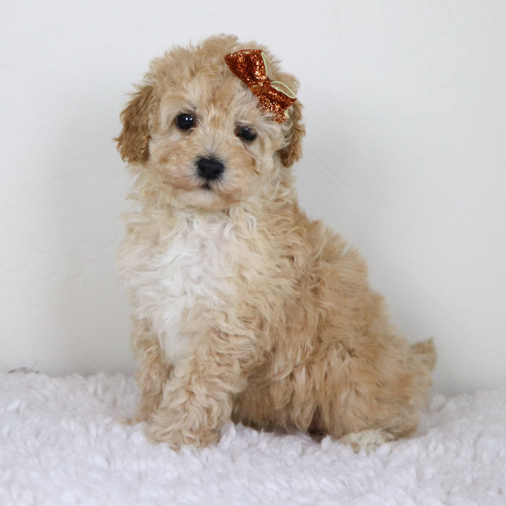 Anastasia - Available 10/29
