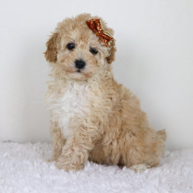 Anastasia - Available 10/29