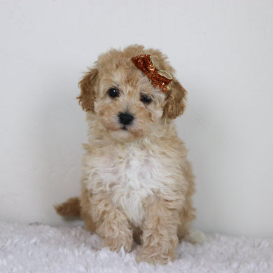 Anastasia - Available 10/29