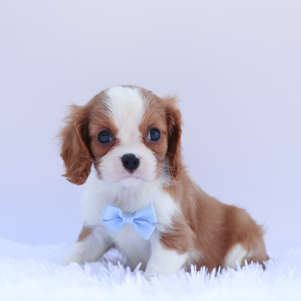 Andre - Available 6/26