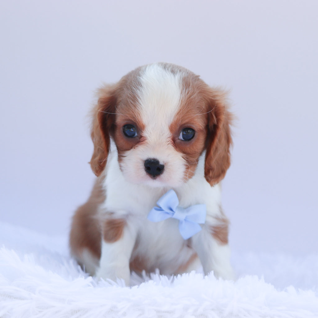 Andre - Available 6/26