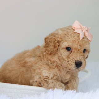 Angel - Available 9/3