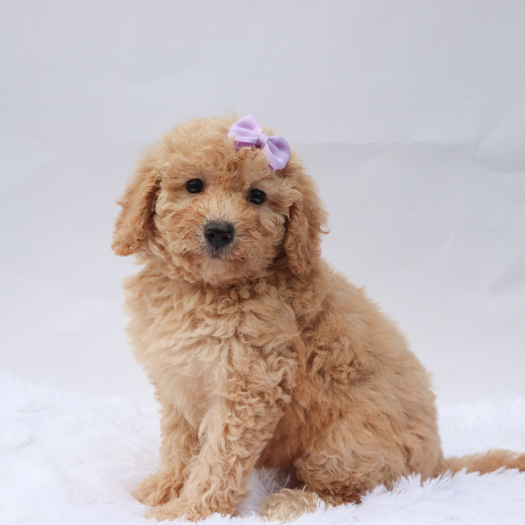 Angel - Available 9/3