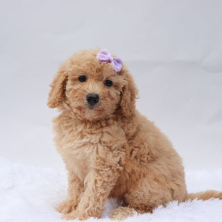 Angel - Available 9/3