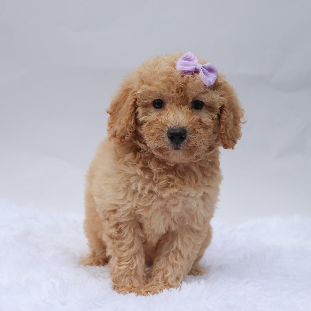 Angel - Available 9/3