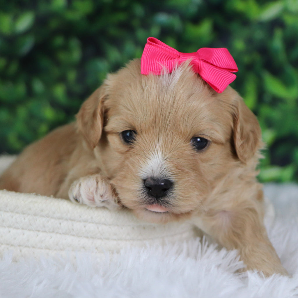 Angelina - Available 1/8