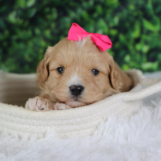 Angelina - Available 1/8