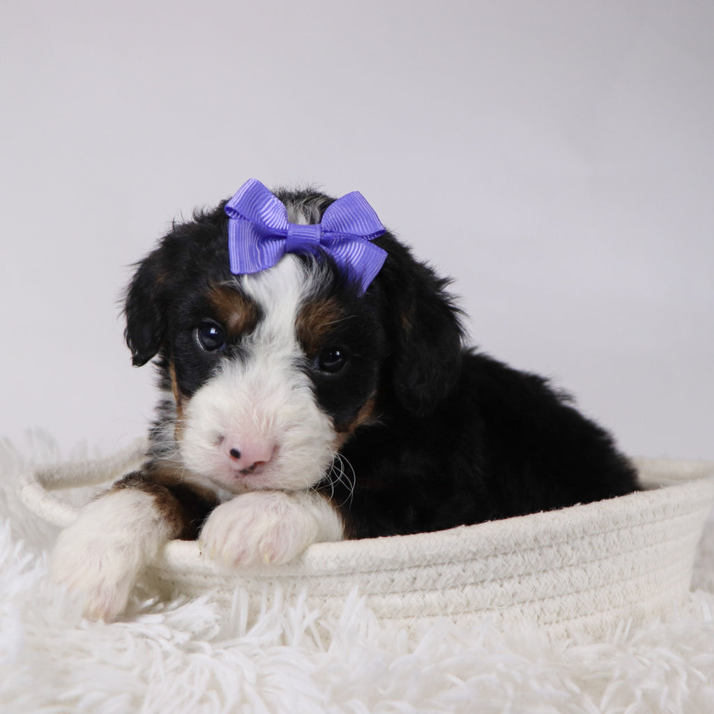 Anne - Available 12/17