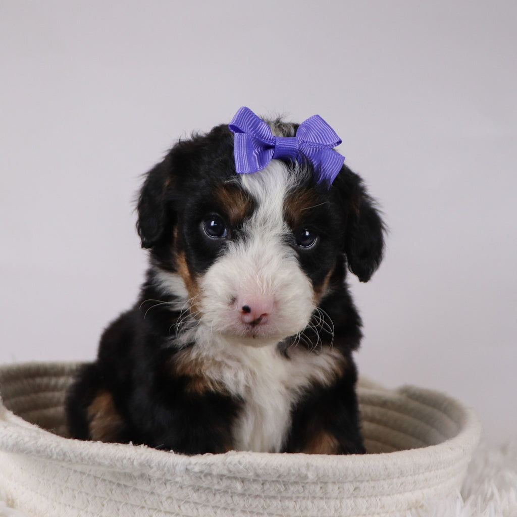 Anne - Available 12/17