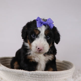 Anne - Available 12/17